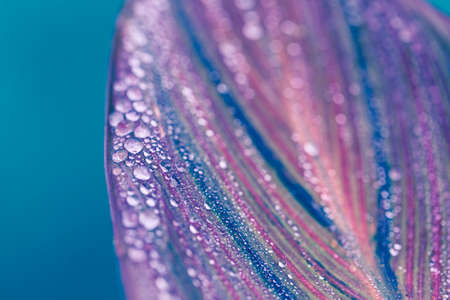 Artistic macro shot of a leaf with water drops