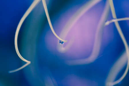 Beautiful abstract macro photo with petals of a rare orchid.