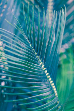 Abstract macro photo of the tropical leaf.の写真素材
