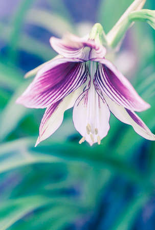 Closeup of interesting purple flower with white linesの写真素材