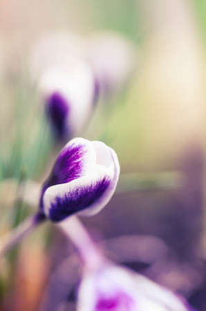 Macro photography of blossoming crocus. Spring flower closeup.の写真素材