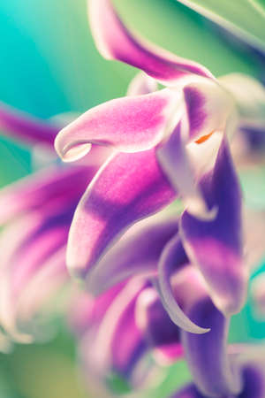 Orchid shot with a macro lens. Abstract flower photo with shallow depth of field.の写真素材