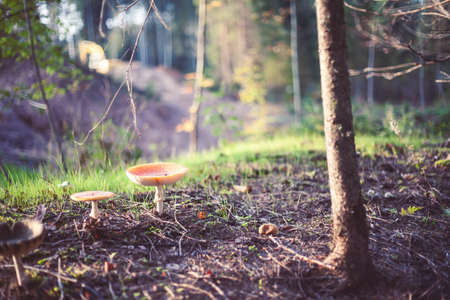 Closeup picture of amanita poisonous with red cap in wild forest in Latvia. Unedible mushroom...