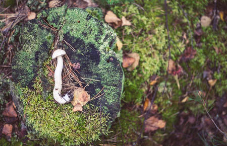 Closeup picture of Leccinum, scabrum with brown cap growing in wild forest in Latvia. Edible mushroom growing in nature. Botanical photography.の写真素材