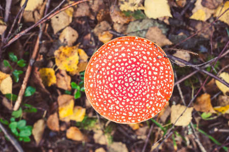 Closeup picture of amanita poisonous with red cap in wild forest in Latvia. Unedible mushroom growing in nature. Botanical photography.の写真素材