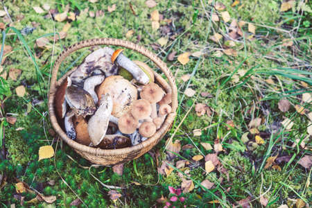 Busket full of wild mushrooms in the forest in Amata, Latvia. Leccinum aurantiacum, Leccinum scabrum, Boletus and other types of edible mushrooms.の写真素材