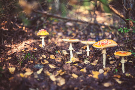 Closeup picture of amanita poisonous with red cap in wild forest in Latvia. Unedible mushroom growing in nature. Botanical photography.の写真素材