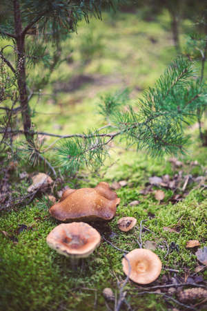 Wild mushrooms in the forest, Amata, Latvia. Edible mushroom growing in nature. Botanical photography.の写真素材