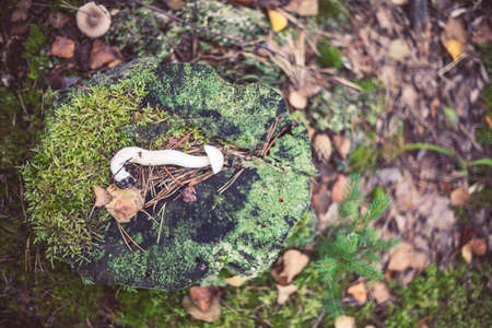 Closeup picture of Leccinum, scabrum with brown cap growing in wild forest in Latvia. Edible mushroom growing in nature. Botanical photography.の写真素材