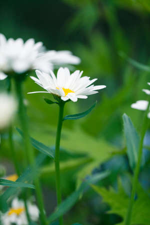 Closeup of wild daisy growing in the meadow. Shallow depth of field summer photography. Natural flower.の写真素材