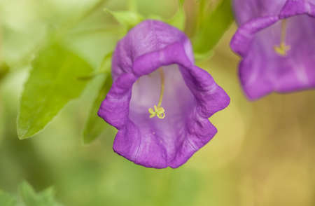 Abstract macro photo of a flower with shallow depth of field. Summer illustration with nature elements.の写真素材