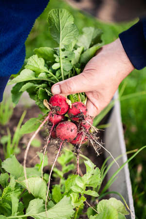 Bunch of fresh radishes in men's hand with shallow depth of field. Vegetable harvesting on a farm in...
