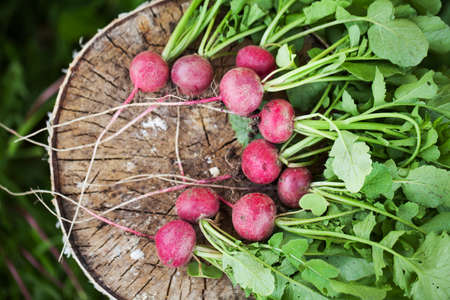 Bunch of fresh radishes on the birch stumb. Vegetable harvesting on a farm in Russia. Country lifestyle potography.の写真素材