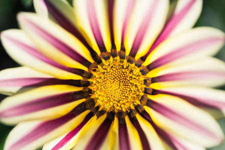 Abstract macro photo of a flower with shallow depth of field. Natural background.