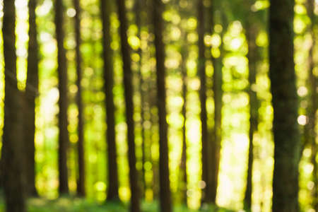 Defocused image of a forest with sunshine and green leaves. Abstract blured background.の写真素材