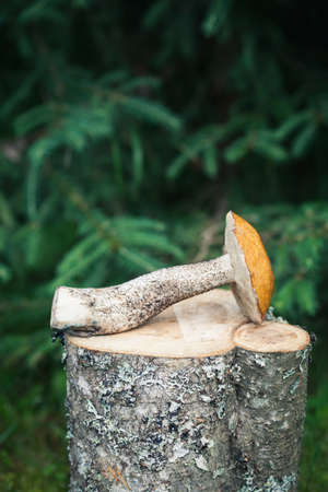 Macro photo of orange-cap boletus on wooden backfround. Wild mushroom.  Leccinum aurantiacum.の写真素材