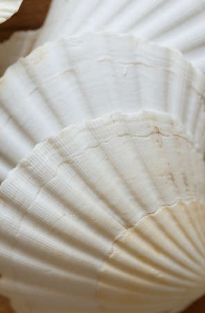 Franch Scallops Macro