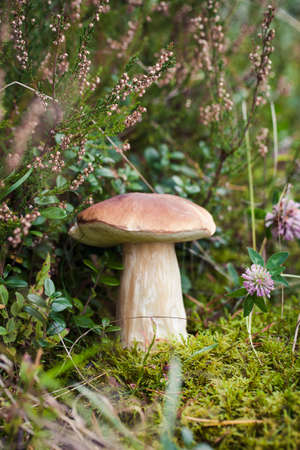 Wild raw boletus mushroom in Latvian forest