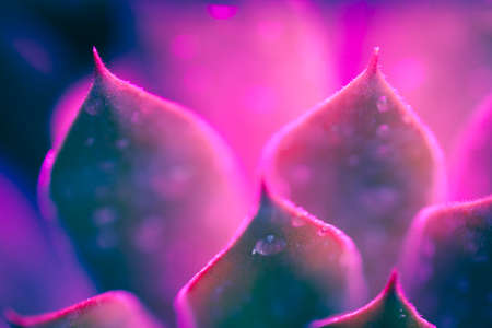 Neon Succulent Macroの写真素材