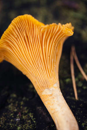Wild chanterelle top view macro