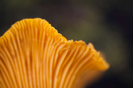 Wild chanterelle top view macroの写真素材