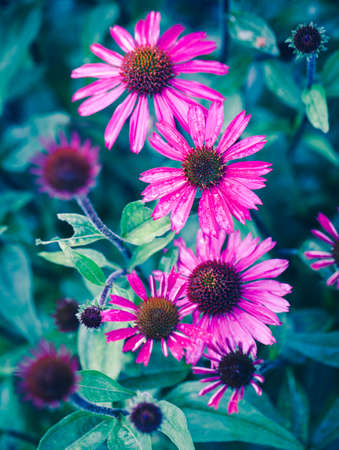 Abstract Flower Closeupの写真素材