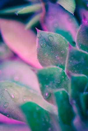 Neon Succulent Macroの写真素材