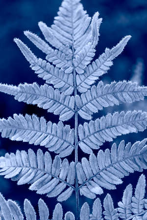 Macro shot with shallow depth
