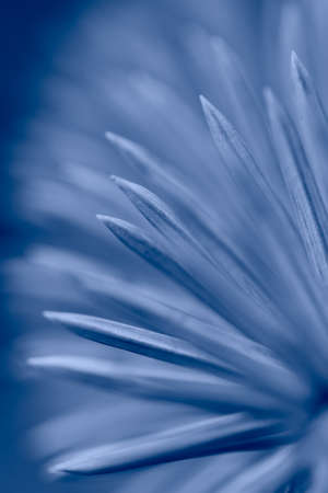 Macro shot of pine tree