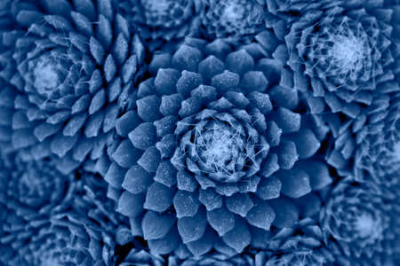 Beautiful macro shot of tropicalの写真素材
