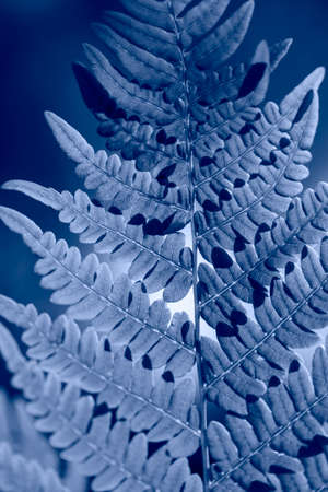 Macro shot with shallow depthの写真素材