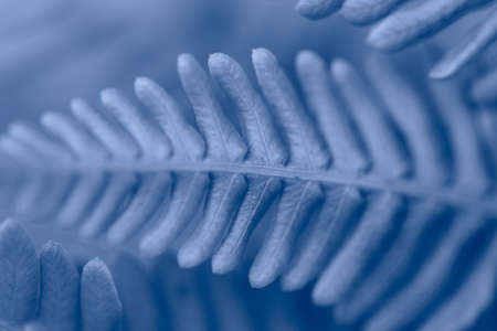 Macro shot with shallow depth