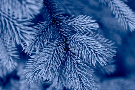 Macro shot of pine treeの写真素材
