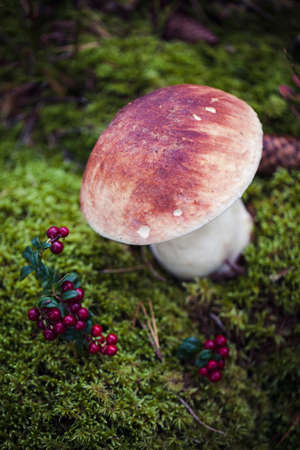 Wild boletus mushroom growing in moss in forest in Latvia. Mushroom hunting seson. Autumn macro shot...