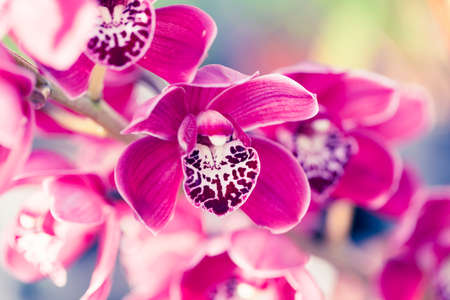 Beautiful Orchid flower in greenhouse for postcard. Macro shot for backfrop or design. Phalaenopsis orchid.の写真素材