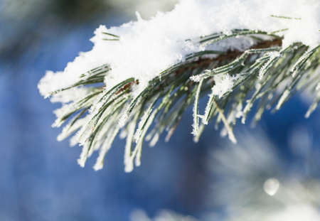 Closeup of pine tree branch covered with snow. Winter background with shallow depth of field.の写真素材
