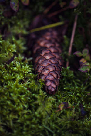 Close up of pine cone lying on green moss. Seasonal photo in the forest.の写真素材