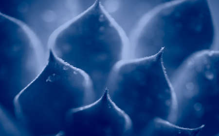 Beautiful macro shot of tropical