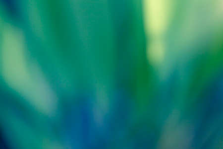 Tropical abstract blured background, Natural backdrop with beautiful bokeh.の写真素材