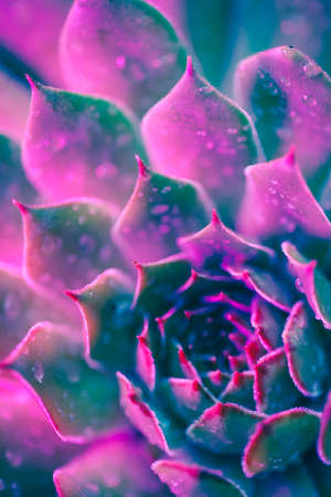 Neon Succulent Macro