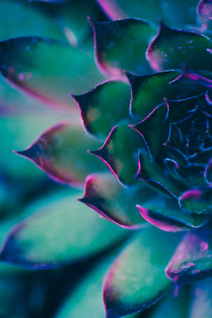 Macro shot of neon succulent with shallow depth of field. Plant closeup with pink and purple lights. Vibrant tropical photo.の写真素材