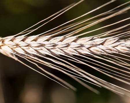 Closeup of wheat growing on an organic farm. Golden grain macro on sunny day. Seasonal harvesting.の写真素材