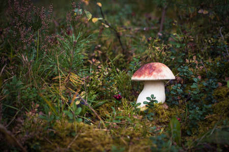 Wild boletus mushroom growing in moss in forest in Latvia. Mushroom hunting seson. Autumn macro shot of white mushroom.の写真素材