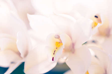 Macro photo of floral petal. Abstract shot with shallow depth of field.