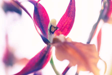 Chinese style photo of an unusual orchid flower with shallow depth of field.の写真素材