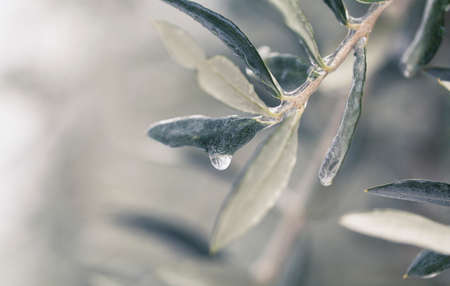 Frozen leaves after ice storm. Unusually cold weather in Italy. Leaf covered with ice macro shot....