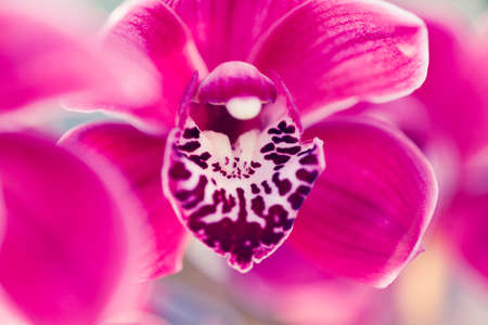Orchid flower in greenhouse for postcard. Beautiful macro shot for backfrop or design. Phalaenopsis orchid.の写真素材