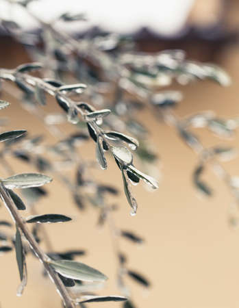 Frozen leaves after ice stormの写真素材