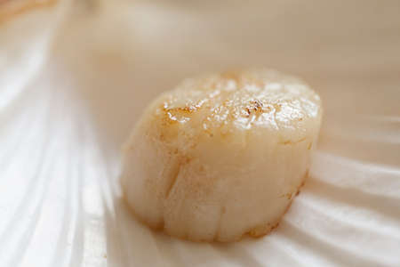 Franch Scallops Macroの写真素材