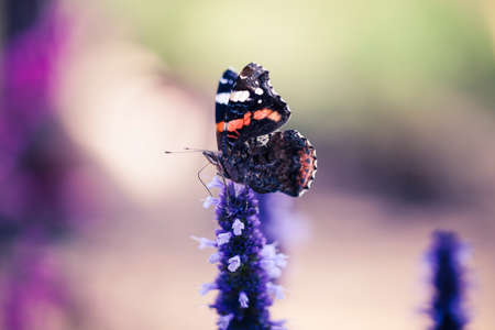 Beautiful butterfly on a flower - nature closeup. Macro shot of flying animal outdoors.